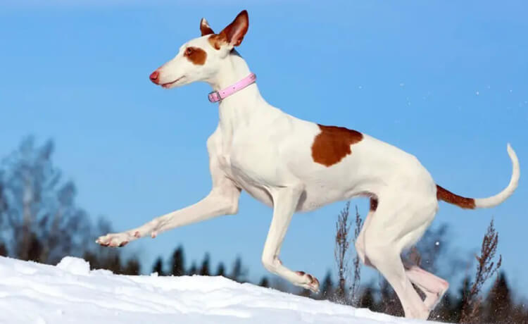 Ibizan Hound